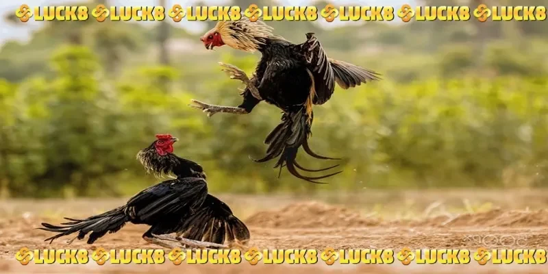 Đăng ký LUCK8 để xem đá gà trực tiếp C1 hôm nay